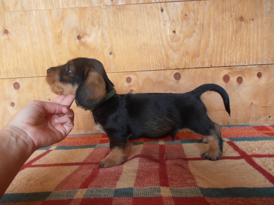 JAGER,  7 týždňov:)