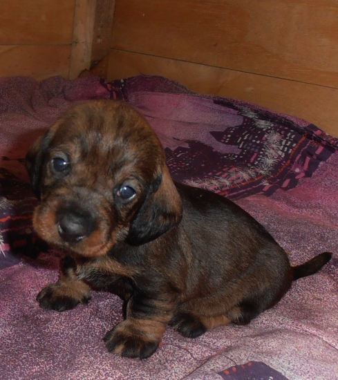 3- týždňová slečna :)