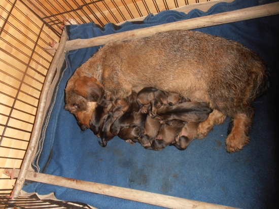 Čerství drsňáci :)