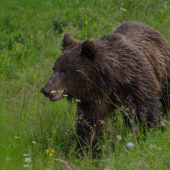 Blízke stretnutie medveď hnedý