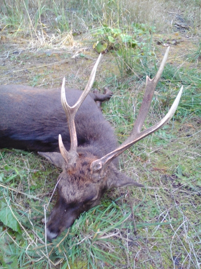 Raritní sika - nedělní doprovod