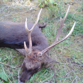 Raritní sika - nedělní doprovod