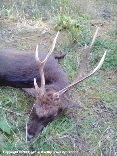 Raritní sika - nedělní doprovod