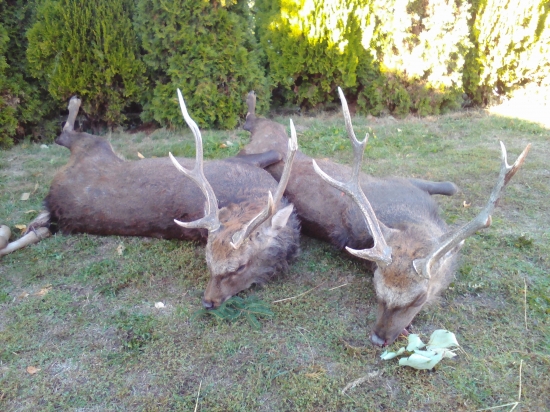Sika - ranní a večerní doprovod
