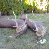 Sika - ranní a večerní doprovod