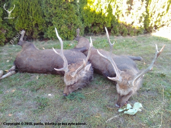 Sika - ranní a večerní doprovod