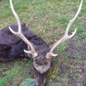 Sika