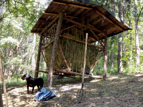 Sienko voňavé na zimu chystáme .