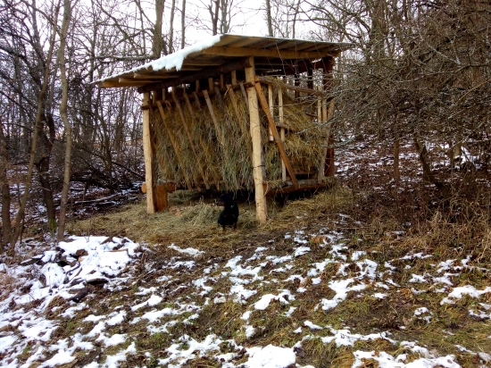 Novoročné kŕmenie .