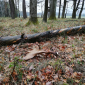 V upršané ráno