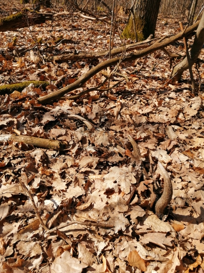 Vlaňajší - prvý pohľad