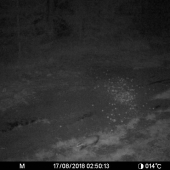 Každodenný návštevník