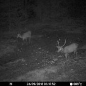 Jeleň - poprosím odhad veku