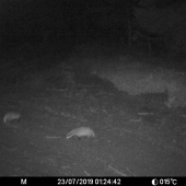 A naraz boli dva ????????