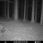 Nezvyčajná návšteva