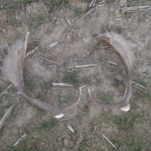 Uz zacali aj daniele