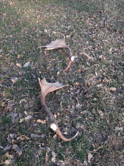 Uz zacali aj daniele 2