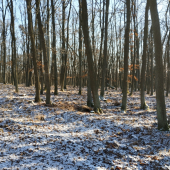 ... nie nie, ja už nič nemusím, ja už ho vidím