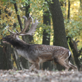 Nepriateľ pred bránami ...