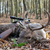 slovenský karibu ...