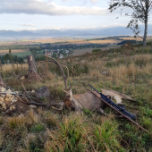 Mrazive rujove rano 2019