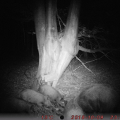 Diviačiky pri solisku