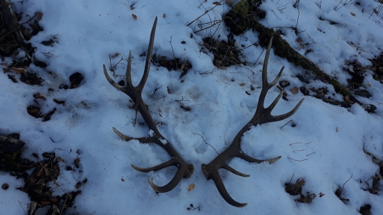 Nepravidelný 14-torák