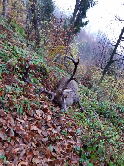 Kráľ z naších hôr