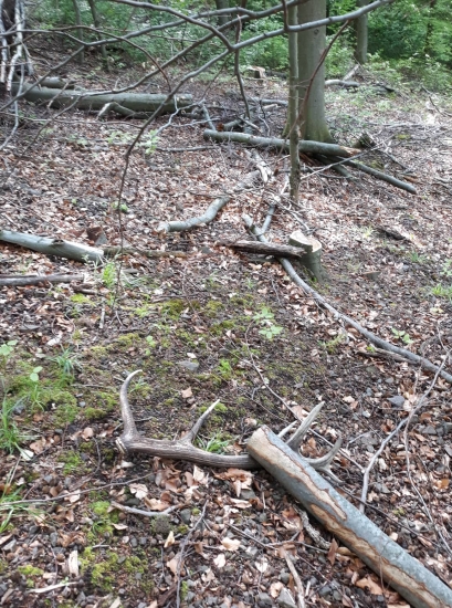 Zabudnutý dvojkiláčik