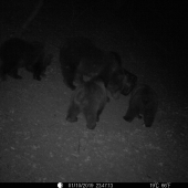 fotopasca medvedia rodinka