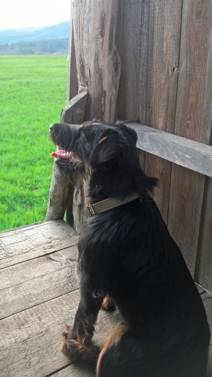 Jagdterriér Cara
