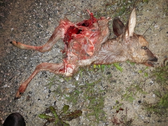 Srnča - komu padlo za obeť ?