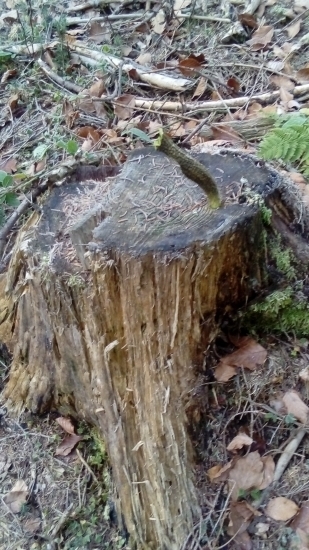 Aj takto zhadzujú...