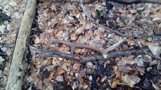 čerstvý a už dohryzený myškami