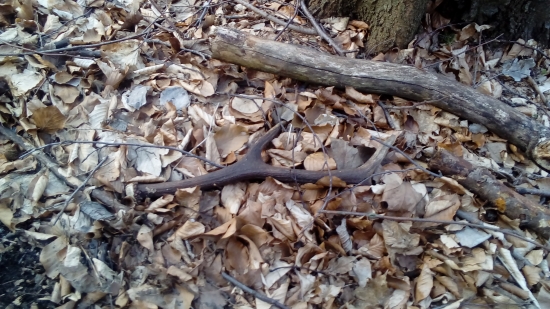 vlaňajší osemtorák