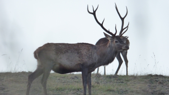 ruja 2018