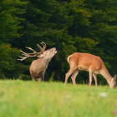 Nadhera nepravidelny šestnasť torak