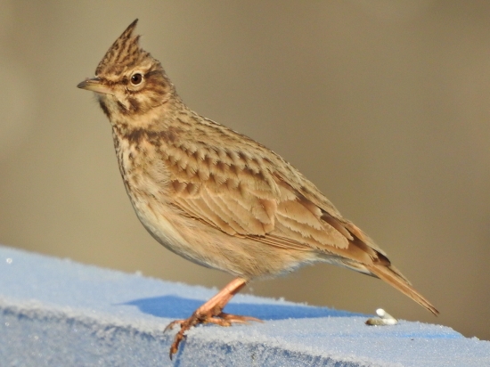 Pipíška