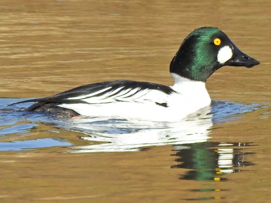 Hlaholko