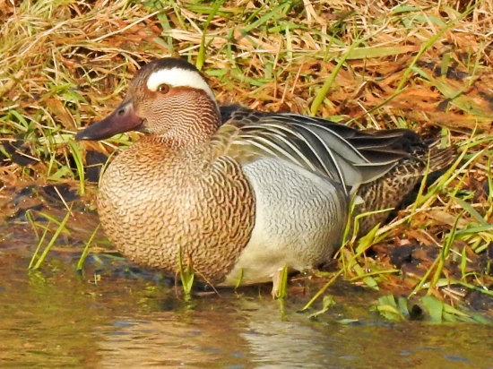 Chrapačiak