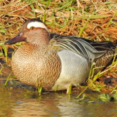 Chrapačiak