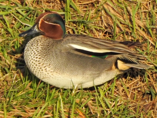 Chrapko