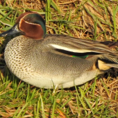Chrapko