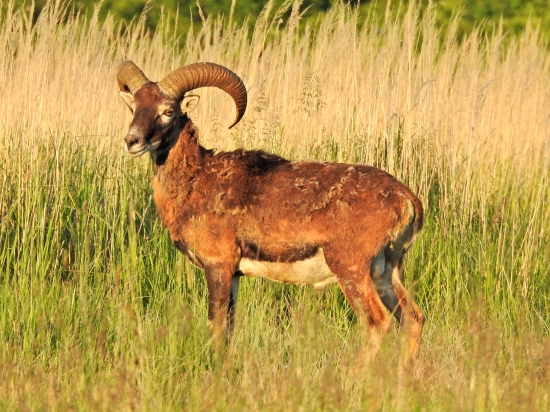 Muflón