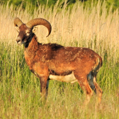 Muflón