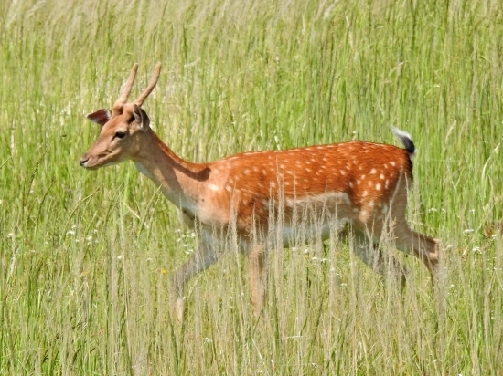 Ihličiak