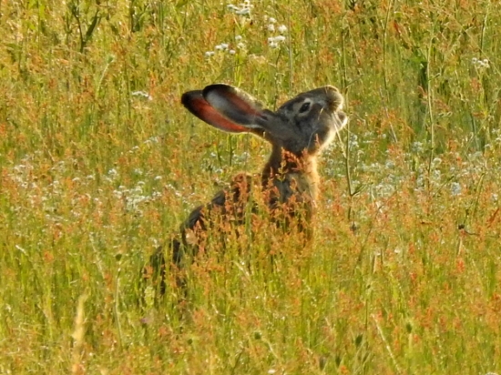 Vetriaci zajac