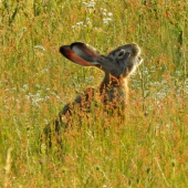 Vetriaci zajac