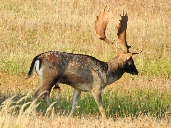 Lopatár