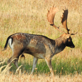 Lopatár
